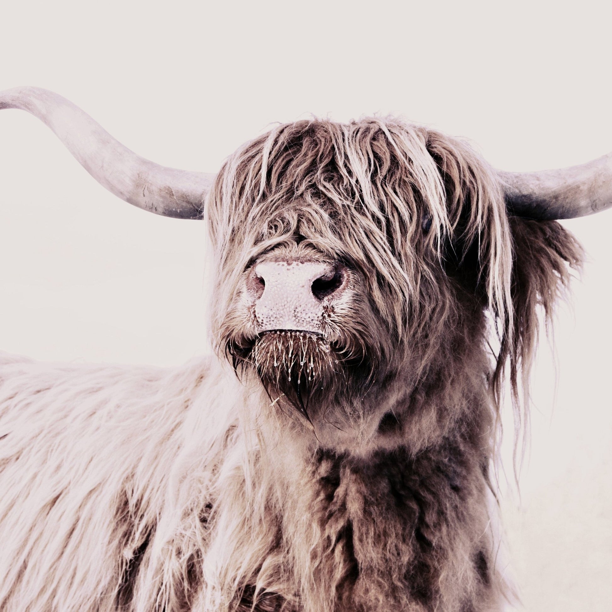Highland Cow Portrait No2