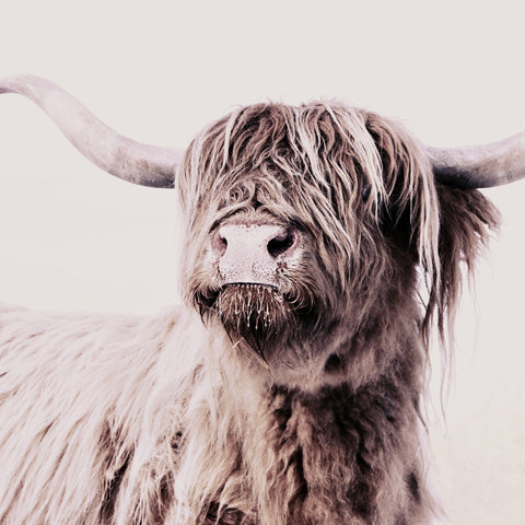 Highland Cow Portrait No2