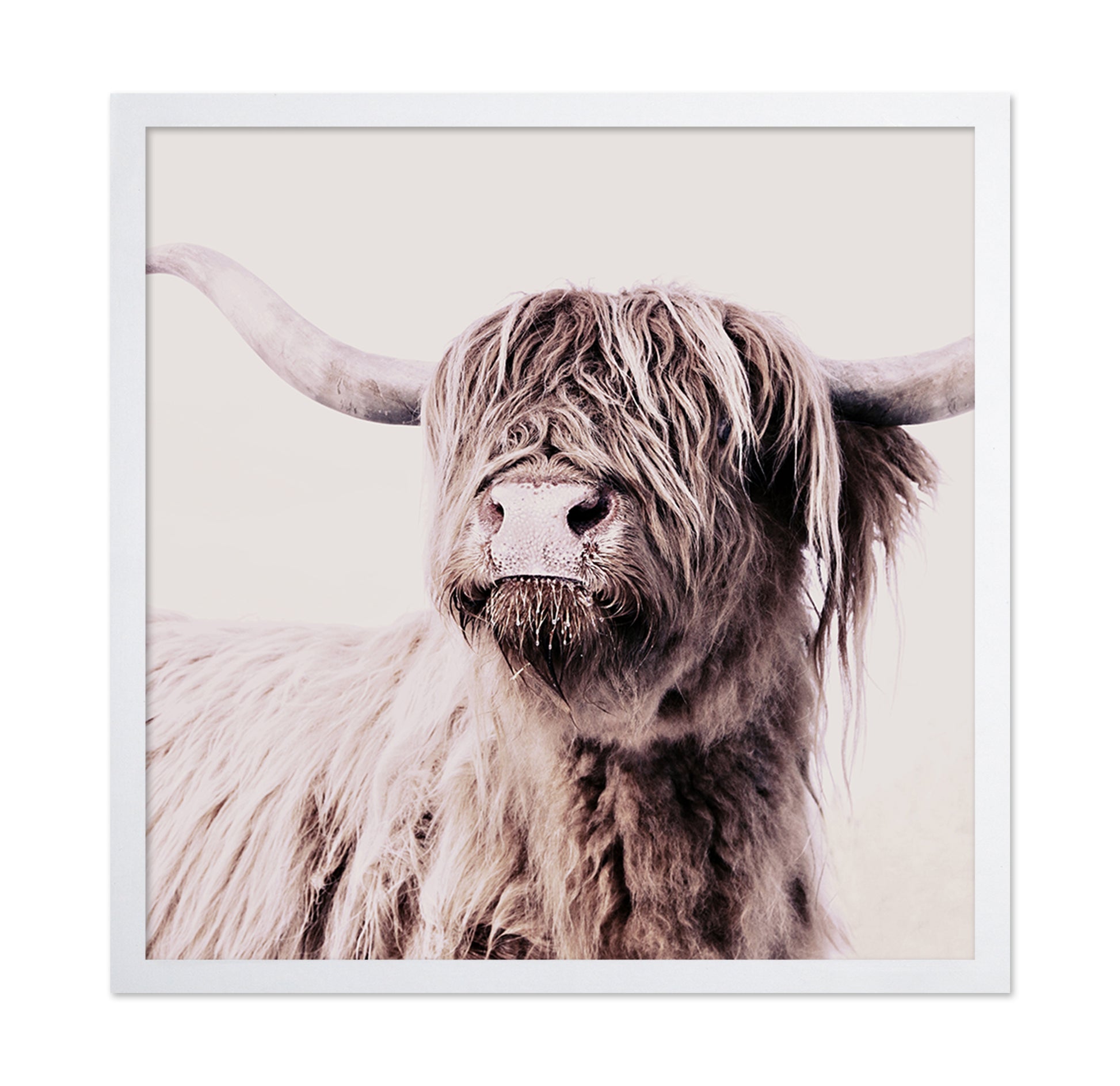 Highland Cow Portrait No2