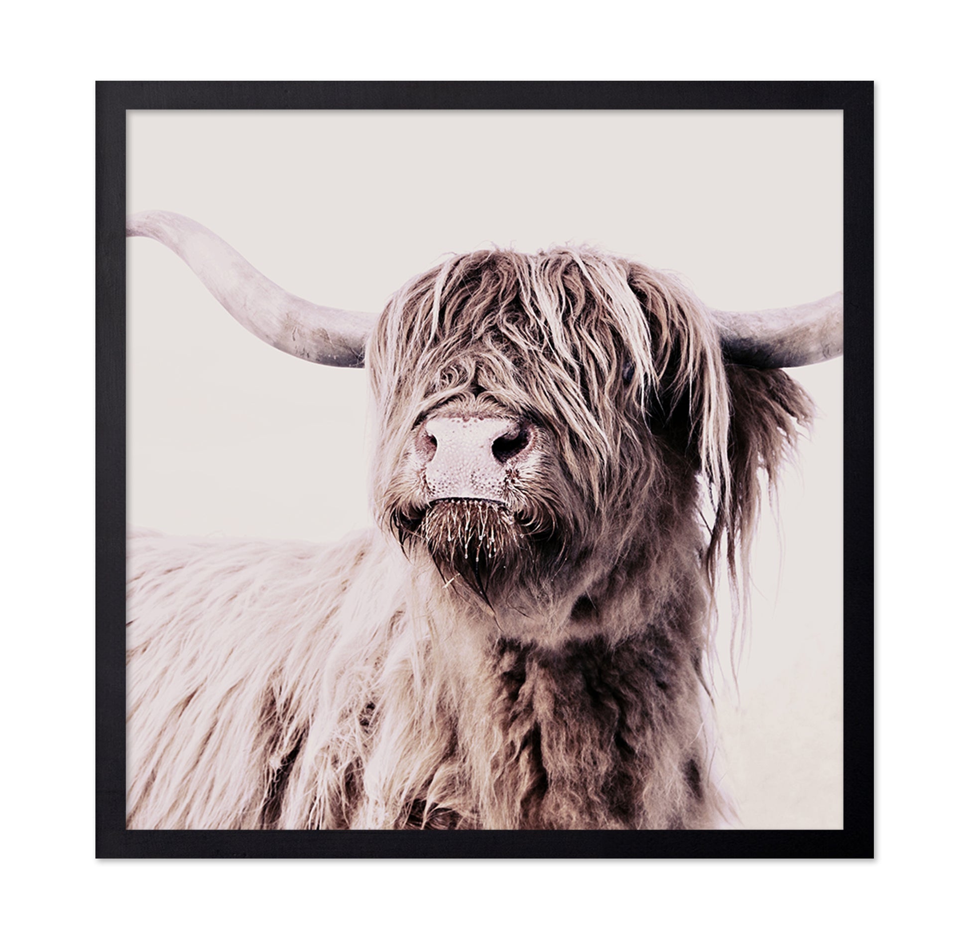 Highland Cow Portrait No2