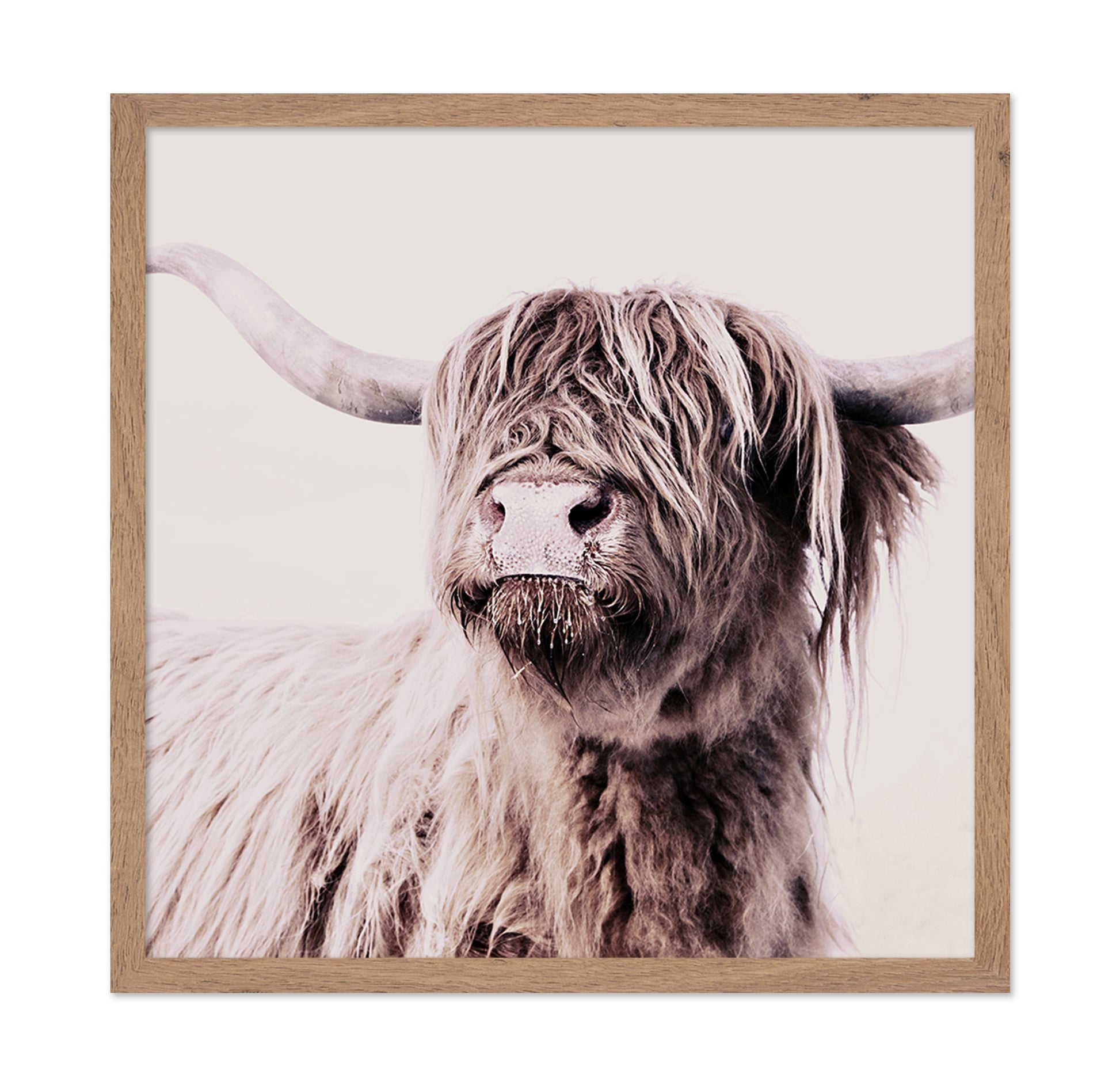 Highland Cow Portrait No2