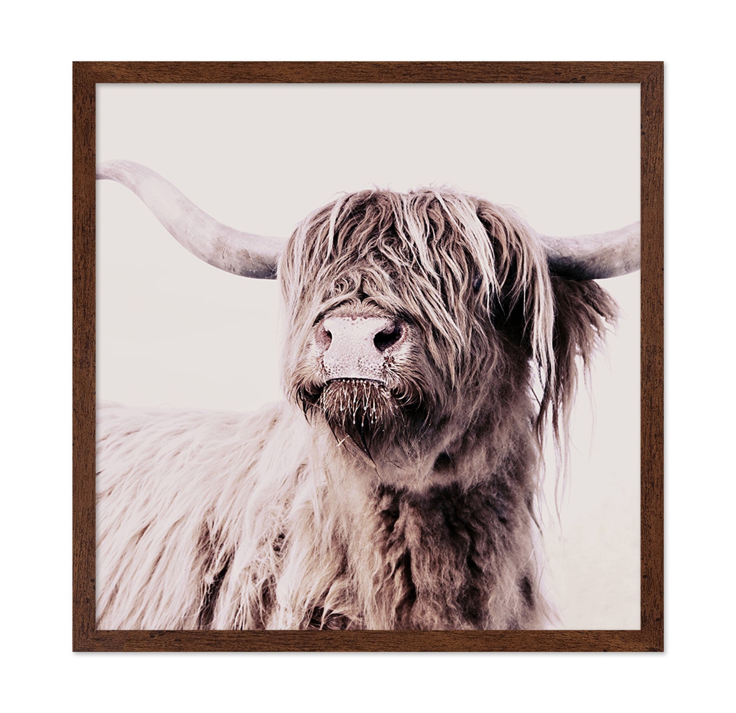 Highland Cow Portrait No2
