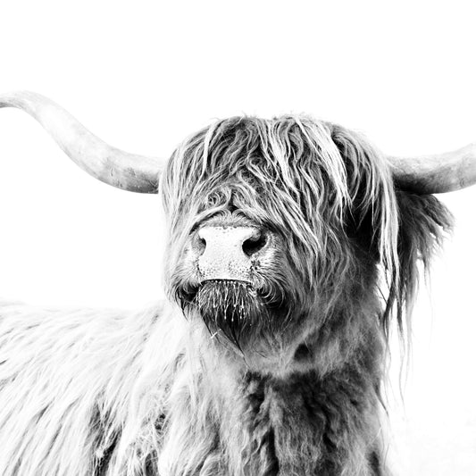 Highland Cow Closeup