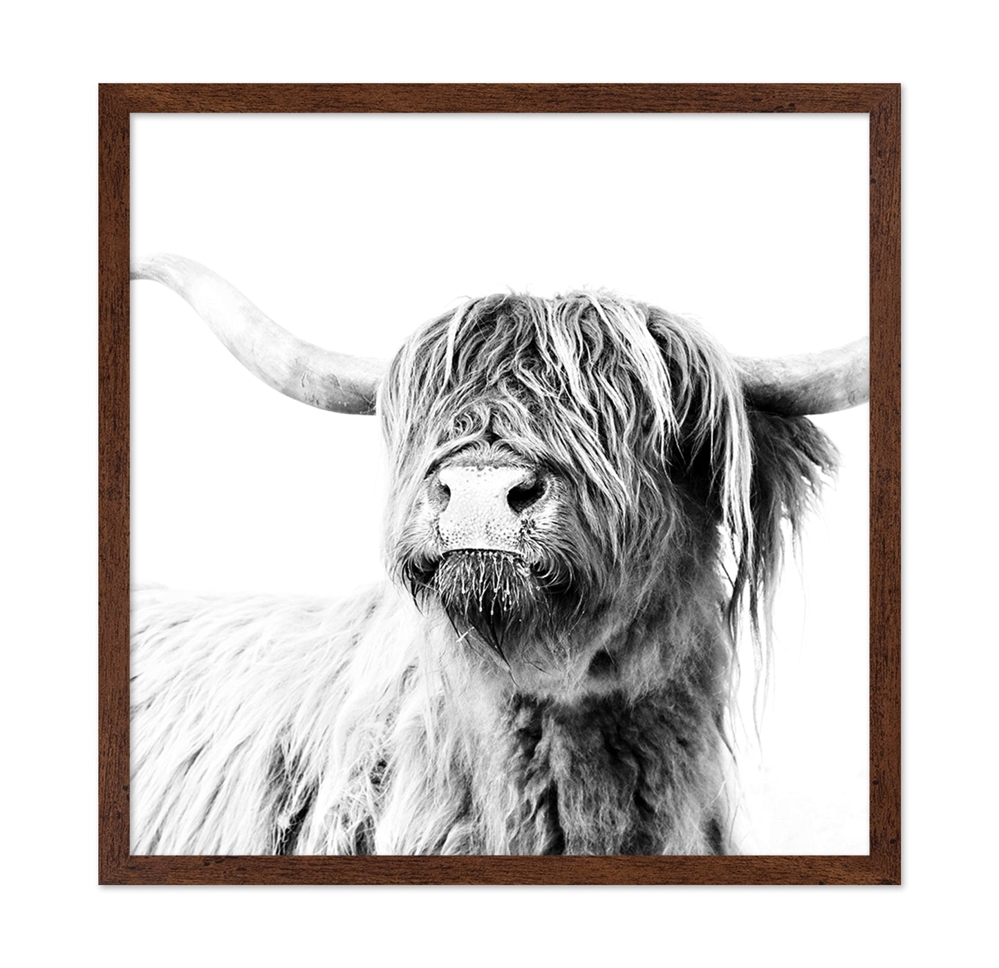 Highland Cow Closeup