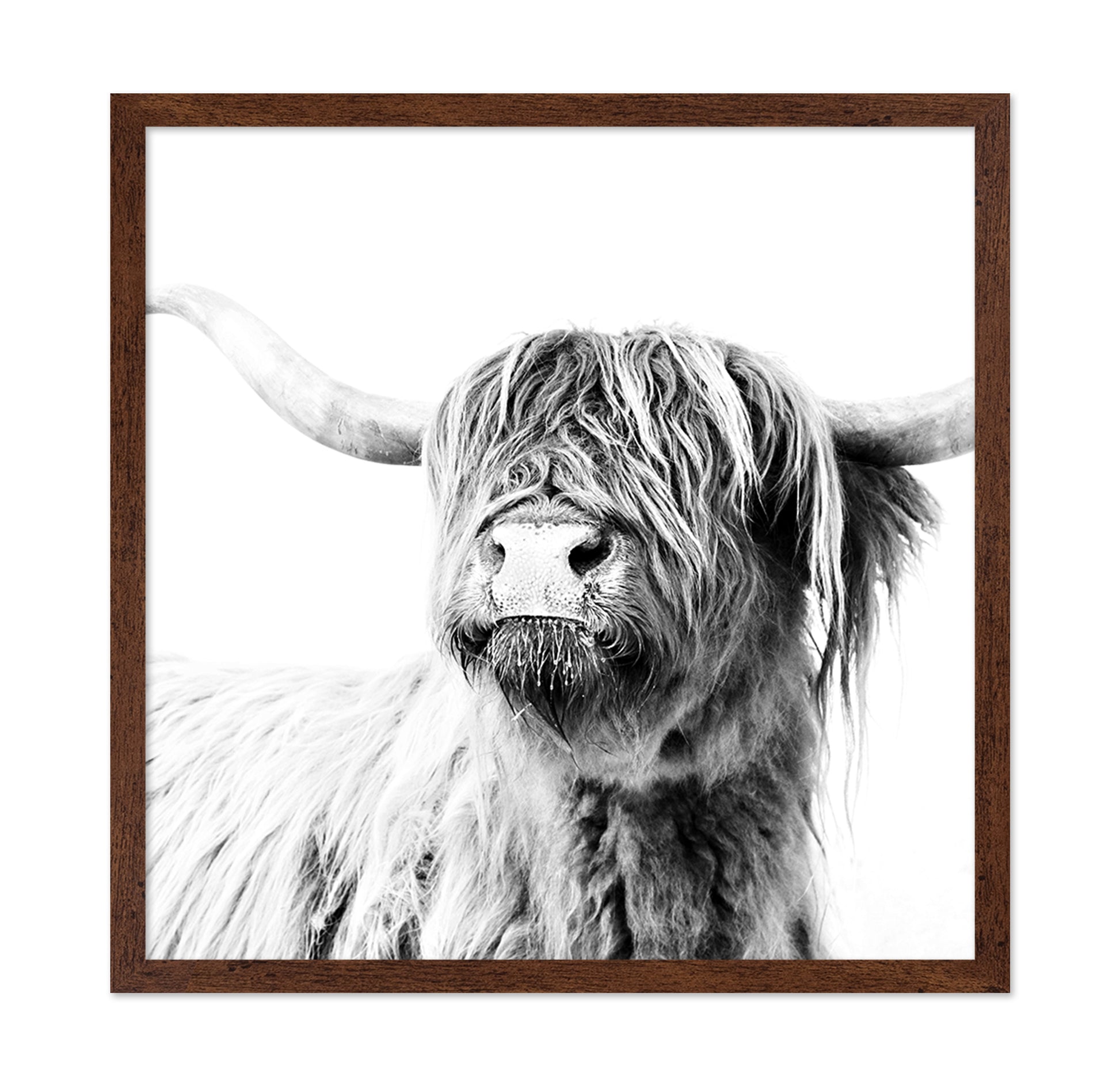 Highland Cow Closeup