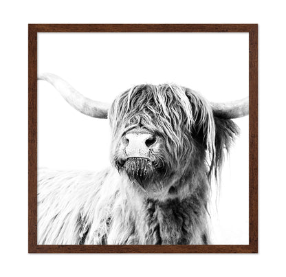 Highland Cow Closeup