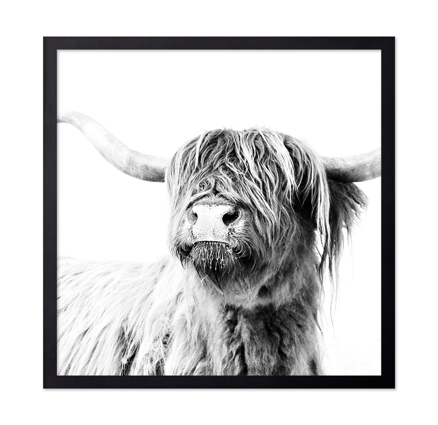 Highland Cow Closeup