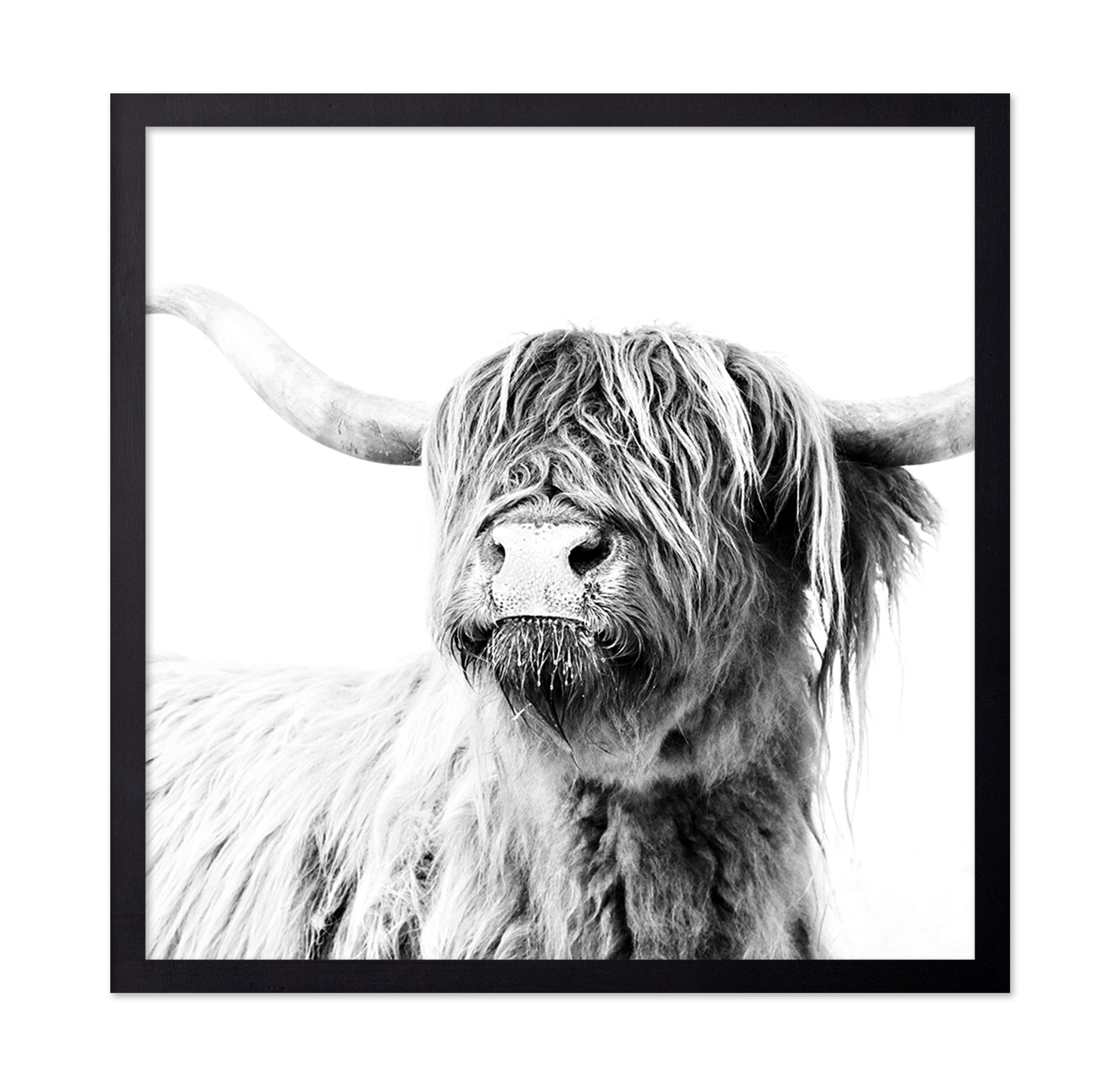 Highland Cow Closeup