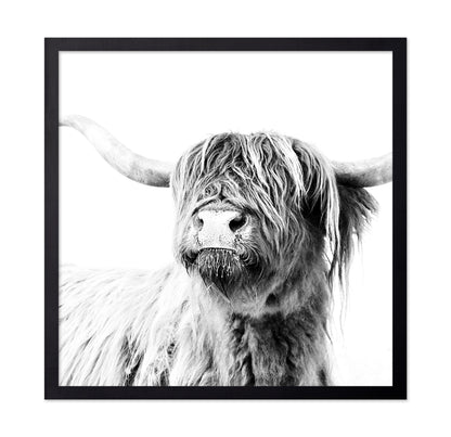 Highland Cow Closeup