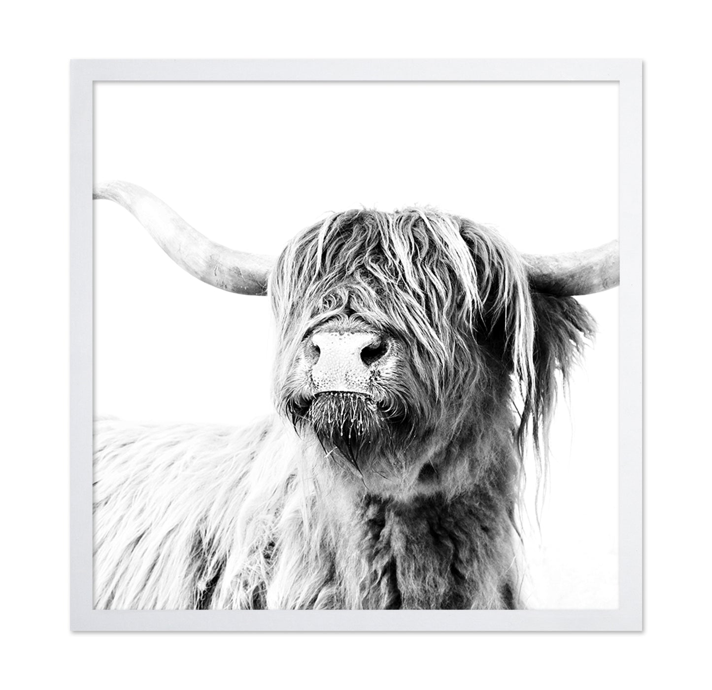 Highland Cow Closeup