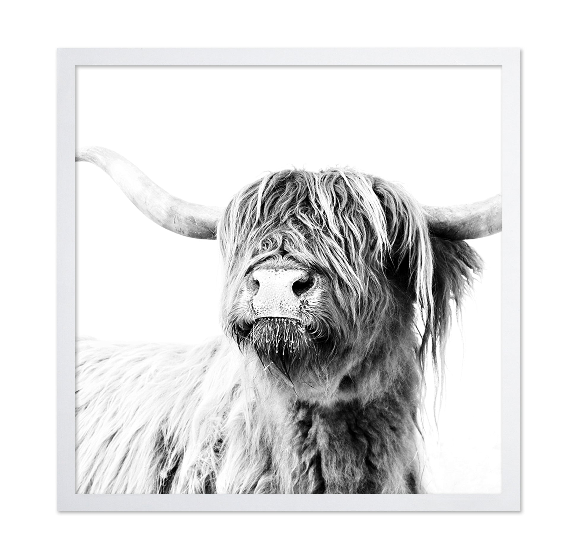 Highland Cow Closeup