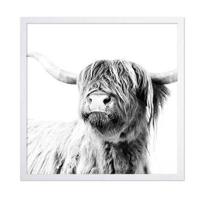 Highland Cow Closeup