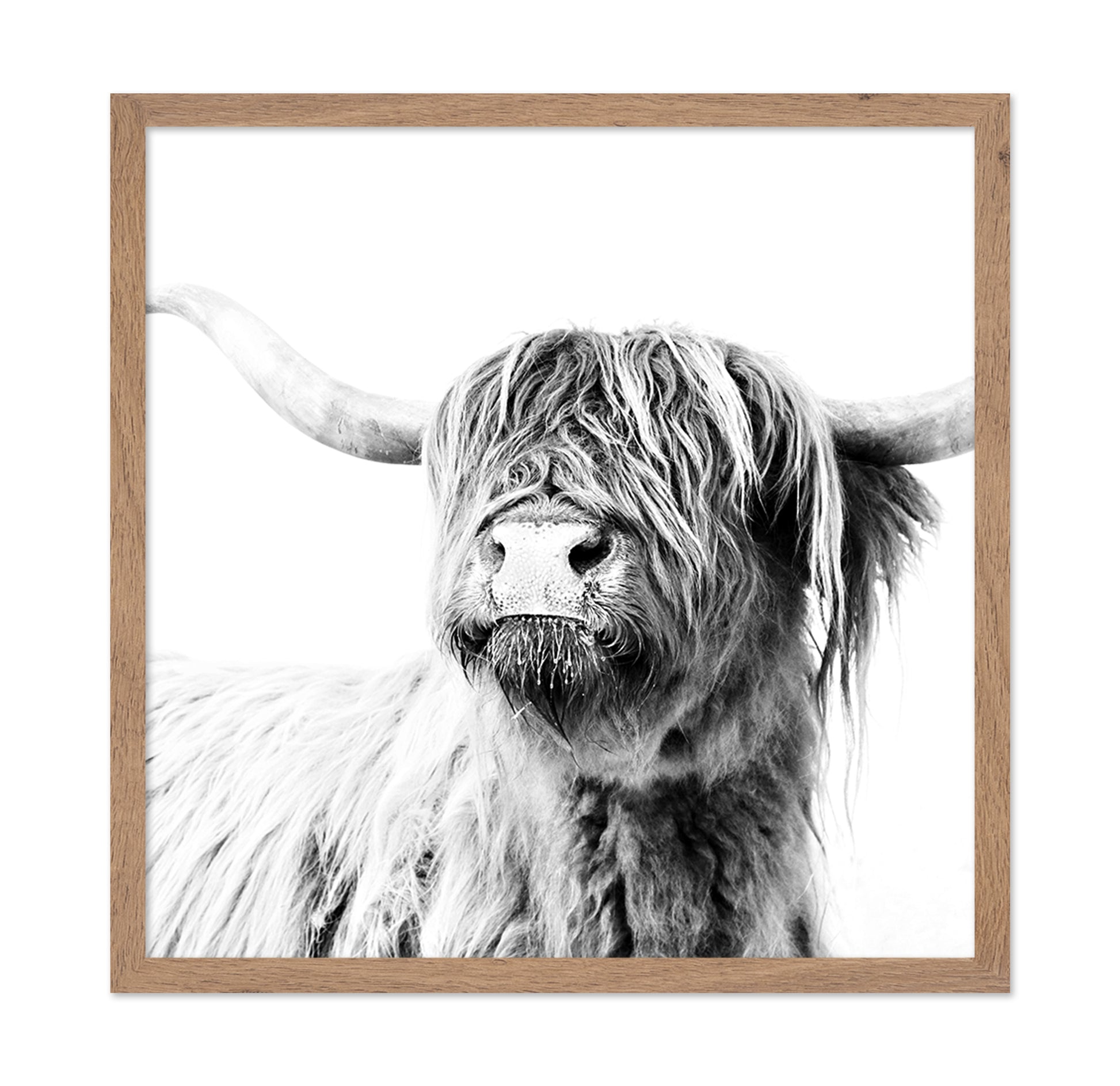 Highland Cow Closeup