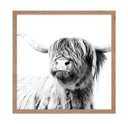 Highland Cow Closeup
