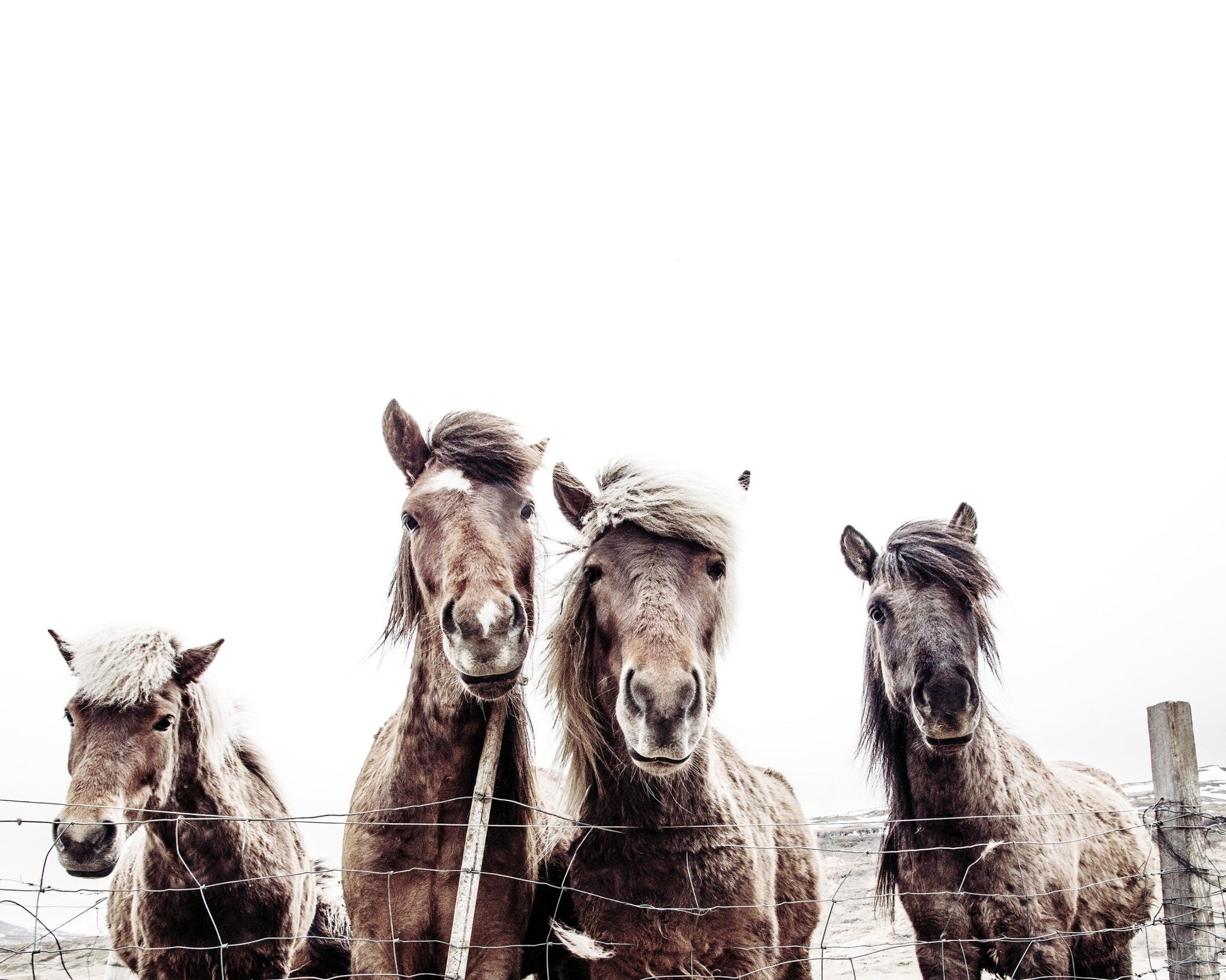 Icelandic Horses Portrait