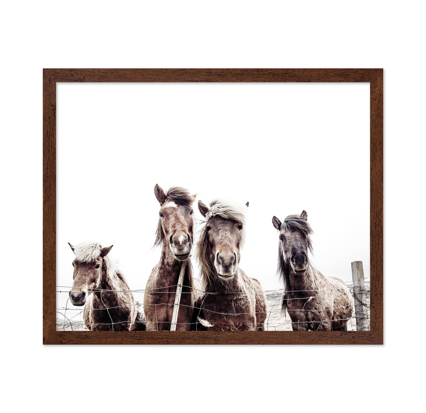 Icelandic Horses Portrait