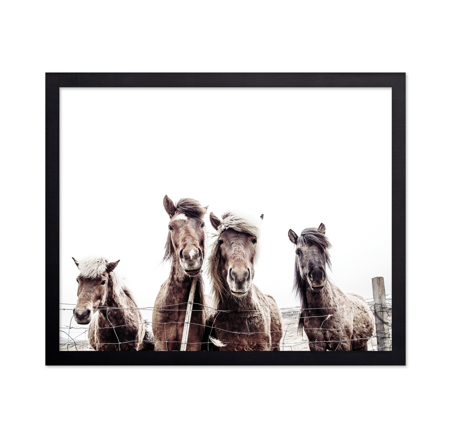 Icelandic Horses Portrait