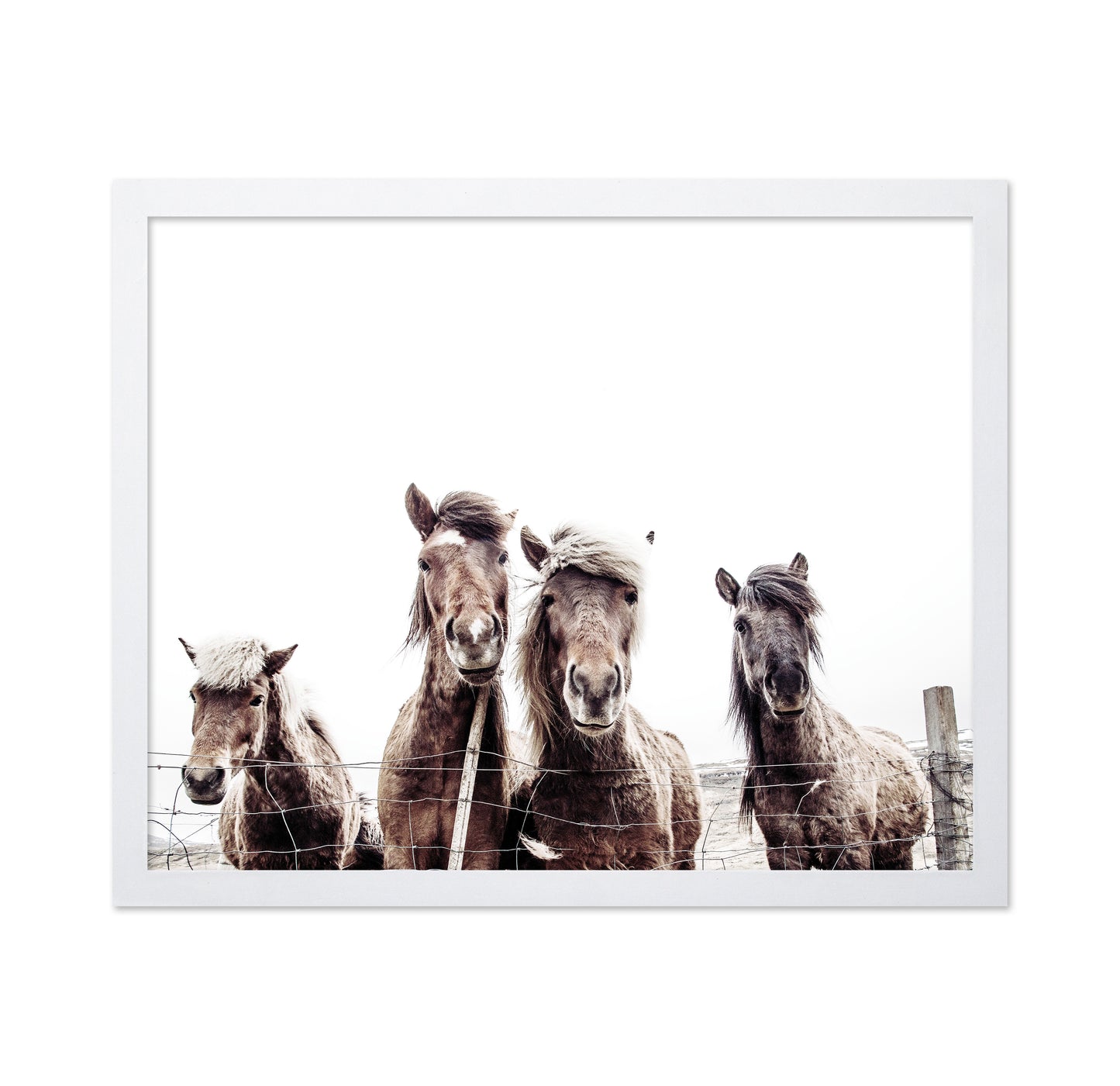 Icelandic Horses Portrait