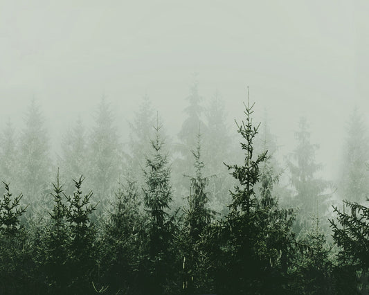 Misty Pine Forest No2