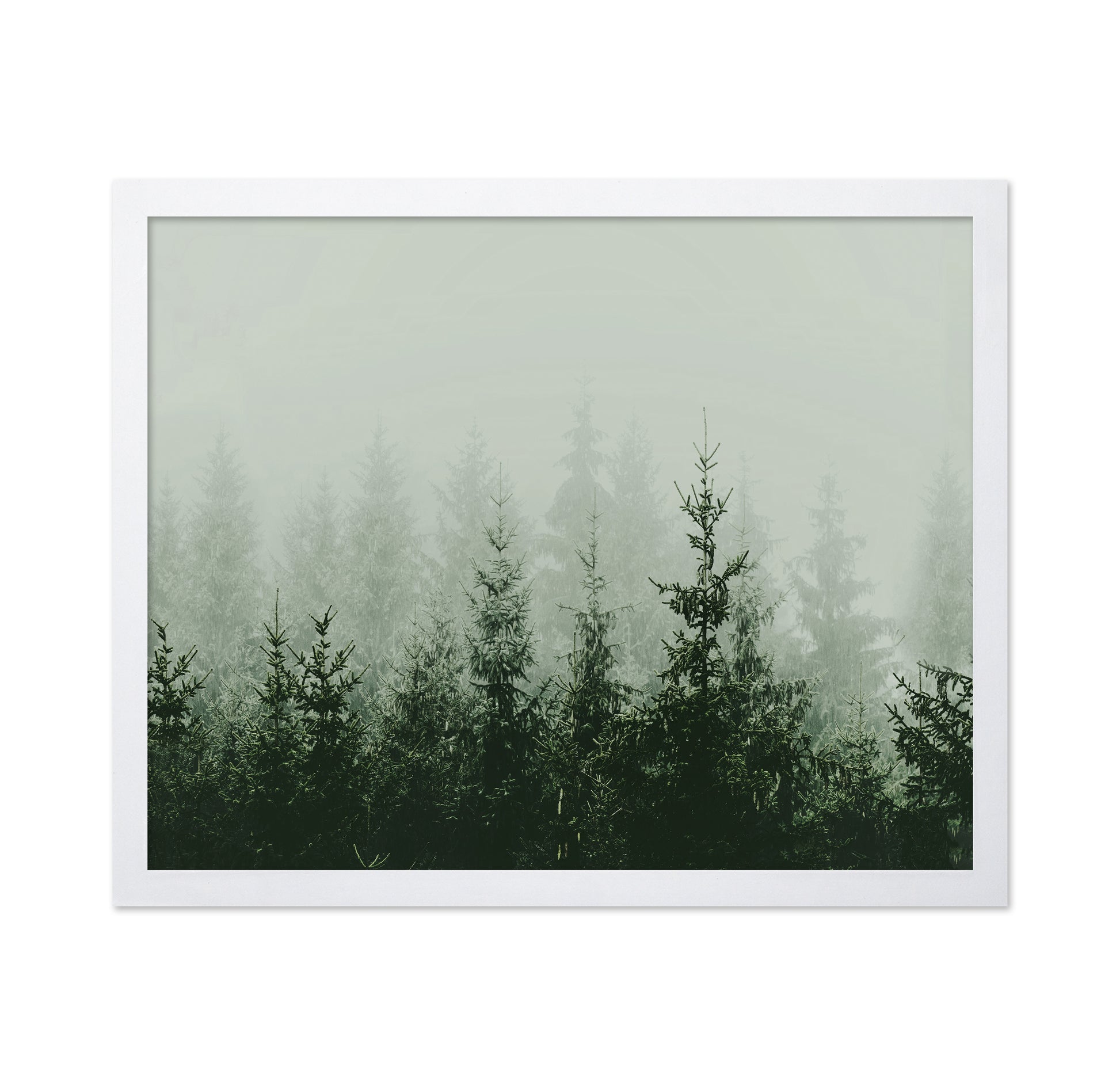 Misty Pine Forest No2