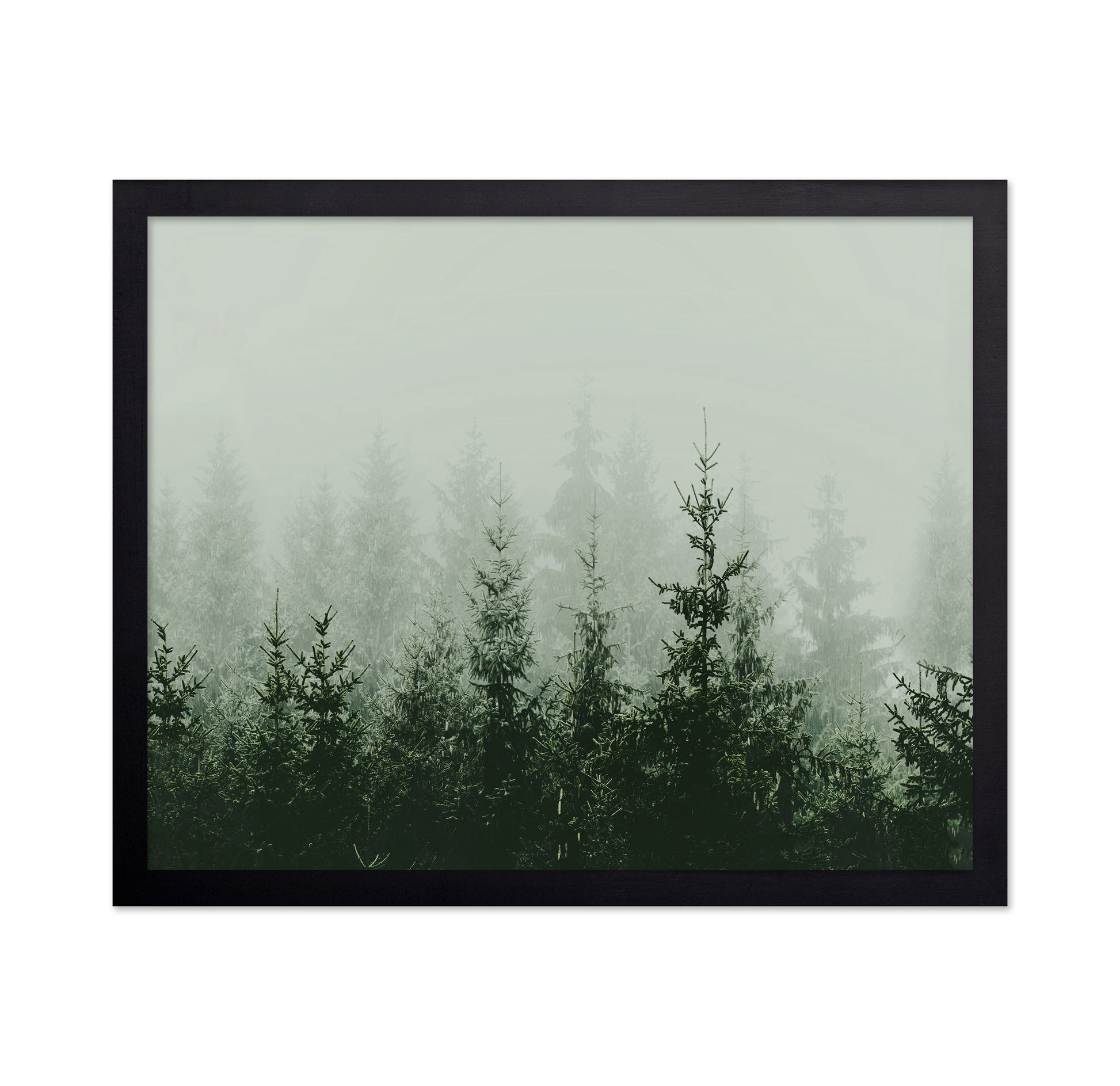 Misty Pine Forest No2