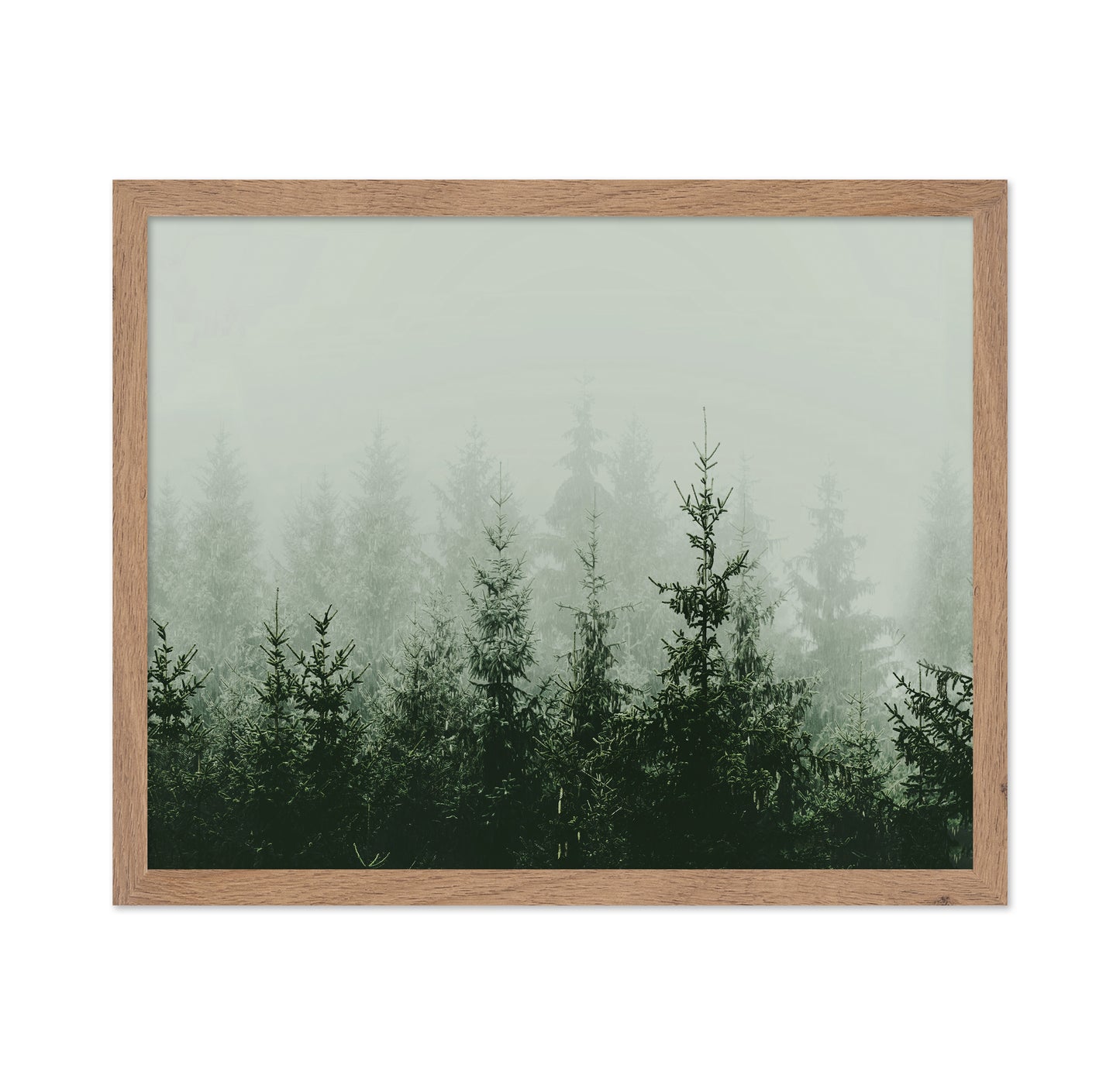 Misty Pine Forest No2
