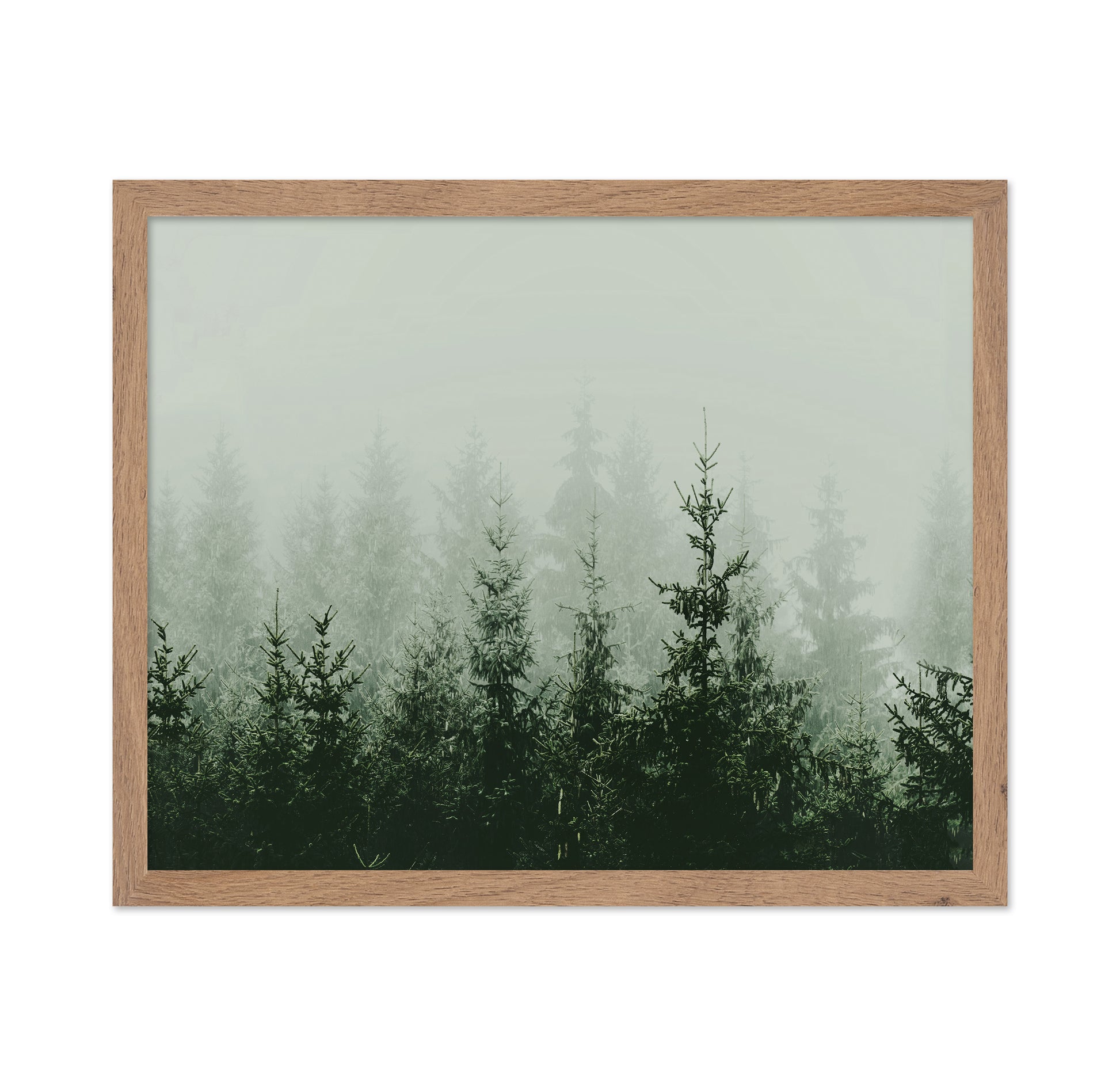 Misty Pine Forest No2