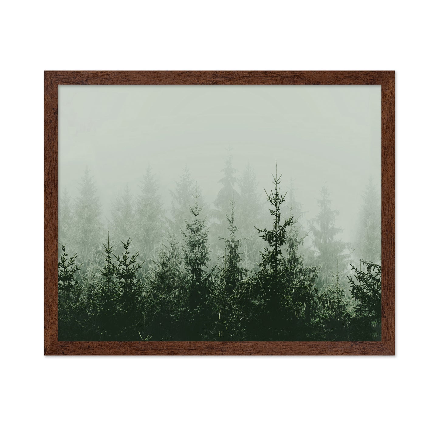 Misty Pine Forest No2