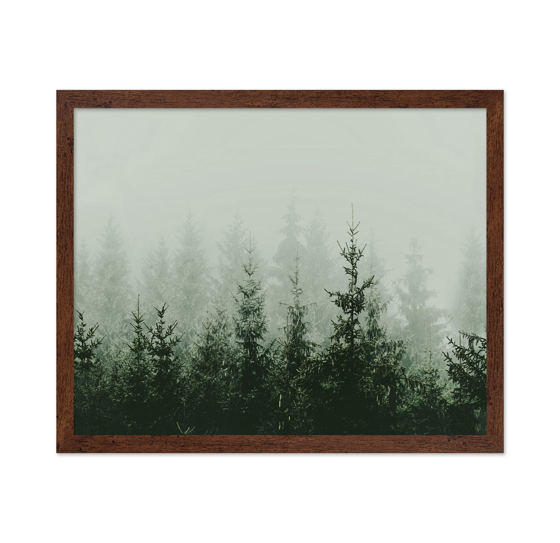 Misty Pine Forest No2