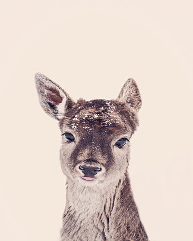 Baby Deer Portrait No1