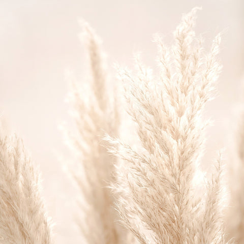 Pampas Grass Beige