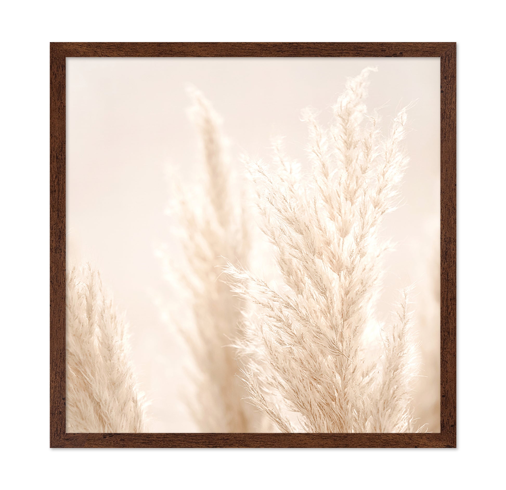 Pampas Grass Beige