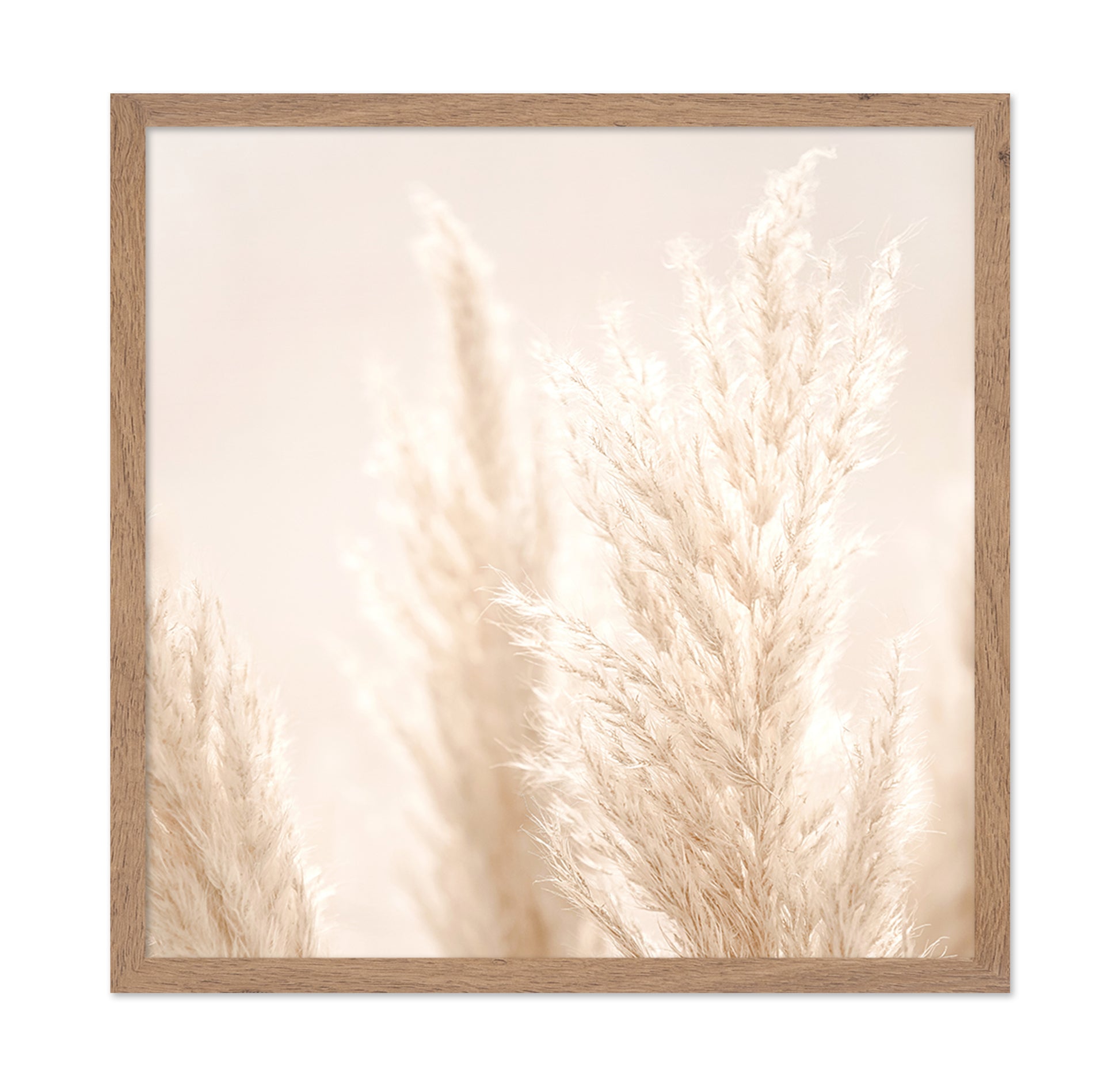 Pampas Grass Beige