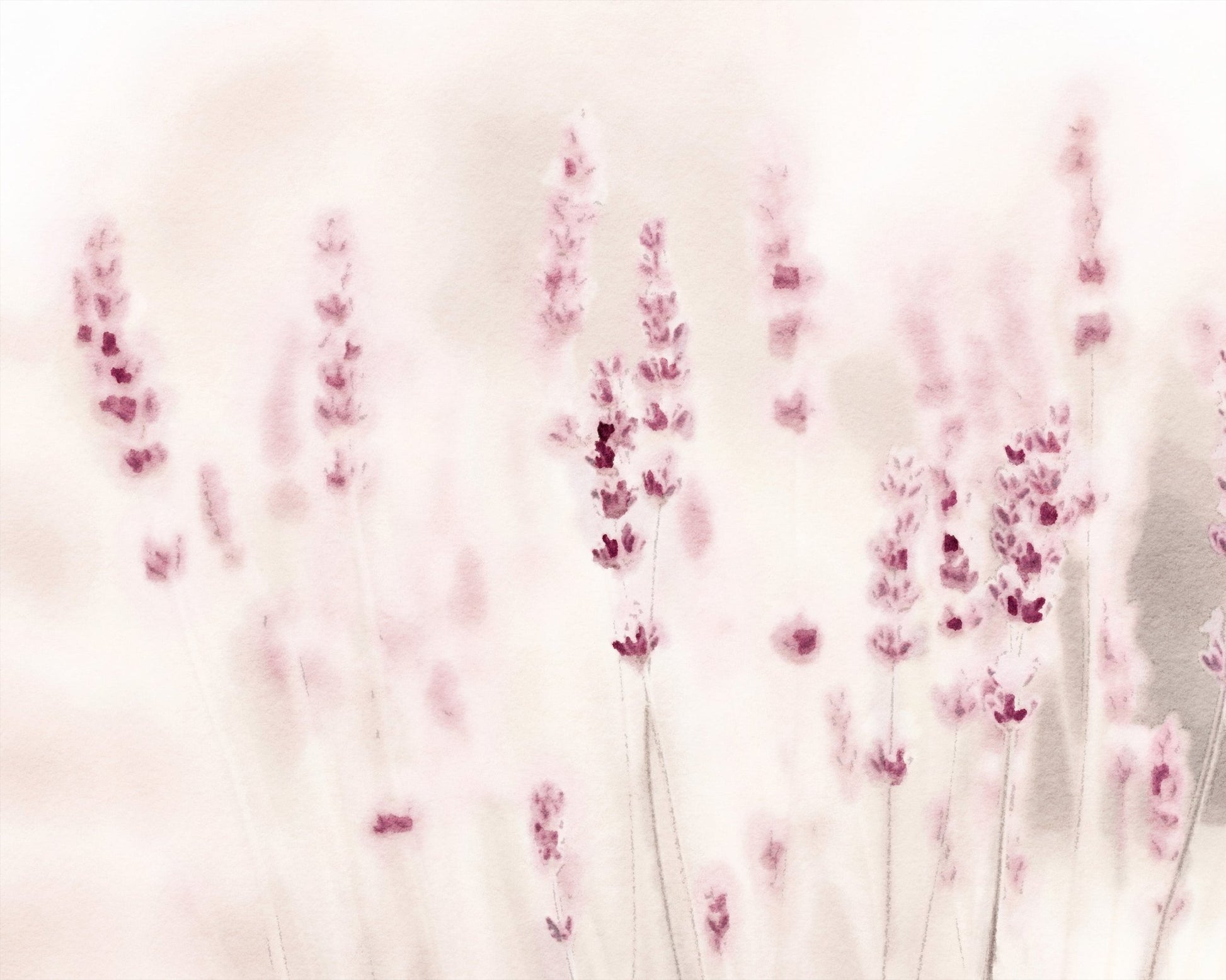 Soft Lavender Field