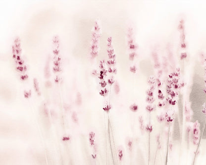 Soft Lavender Field