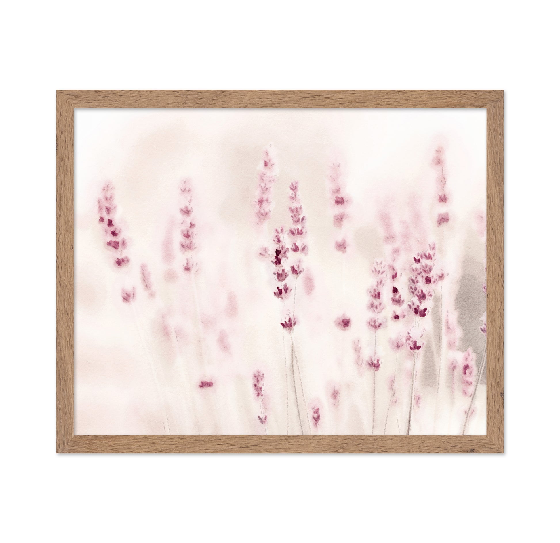 Soft Lavender Field