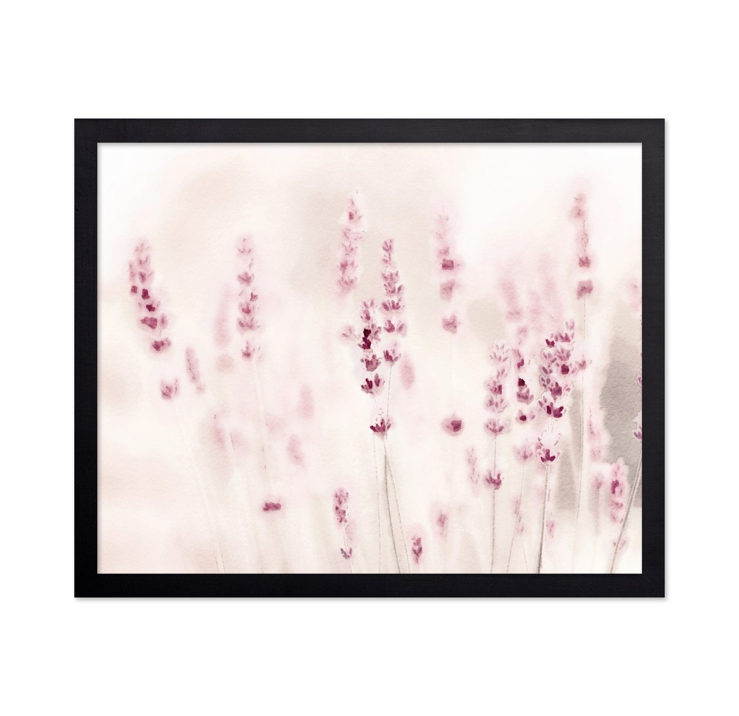 Soft Lavender Field