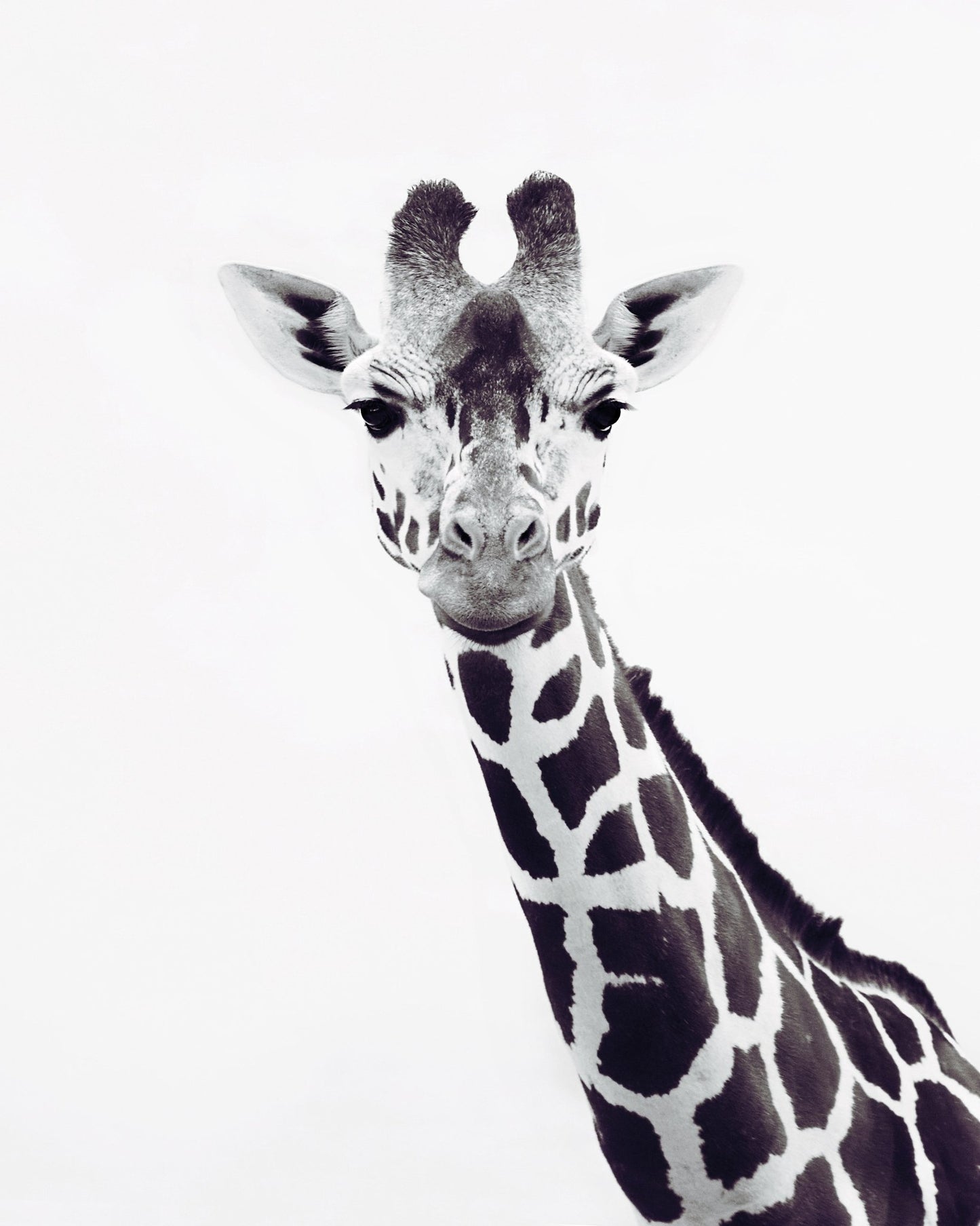 Minimal Giraffe Portrait No2