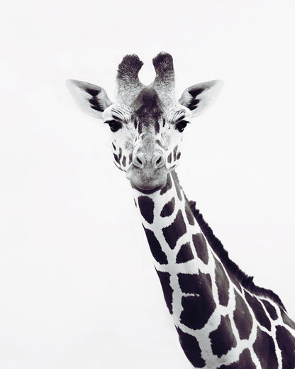 Minimal Giraffe Portrait No2
