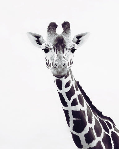 Minimal Giraffe Portrait No2