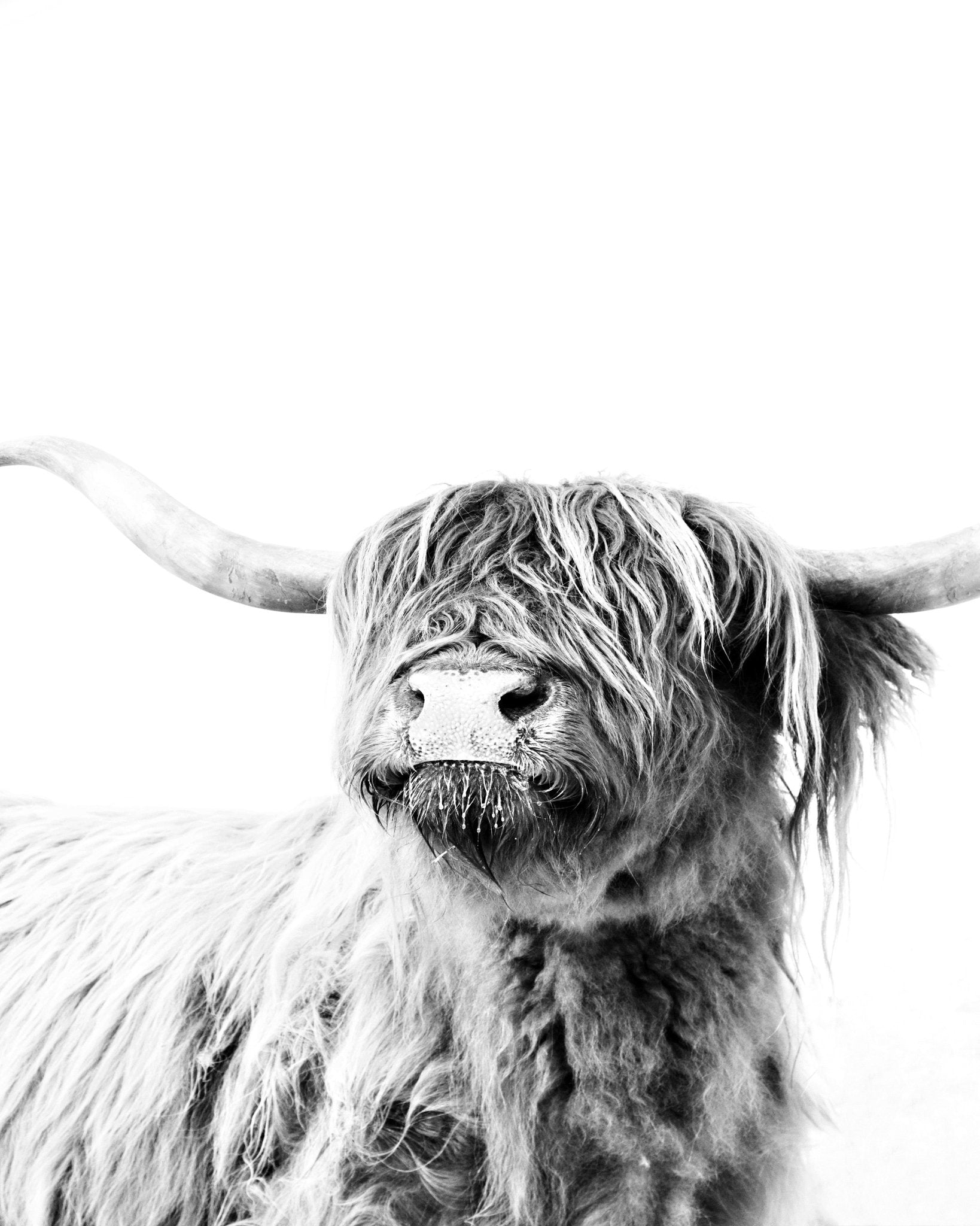 Highland Cow Portrait No3