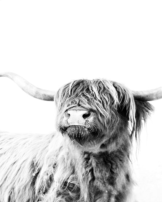 Highland Cow Portrait No3