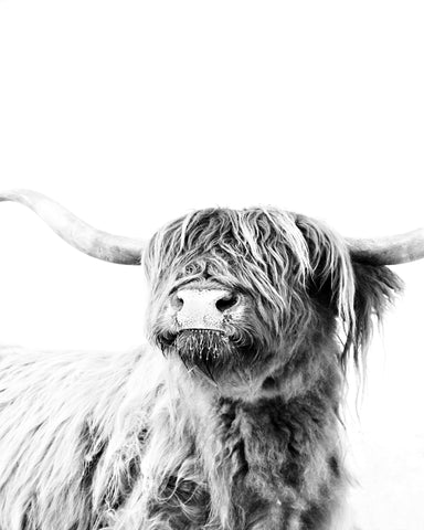 Highland Cow Portrait No3