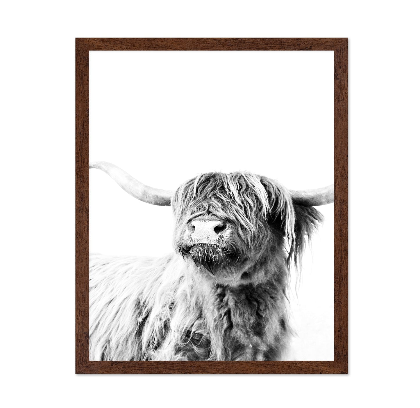 Highland Cow Portrait No3