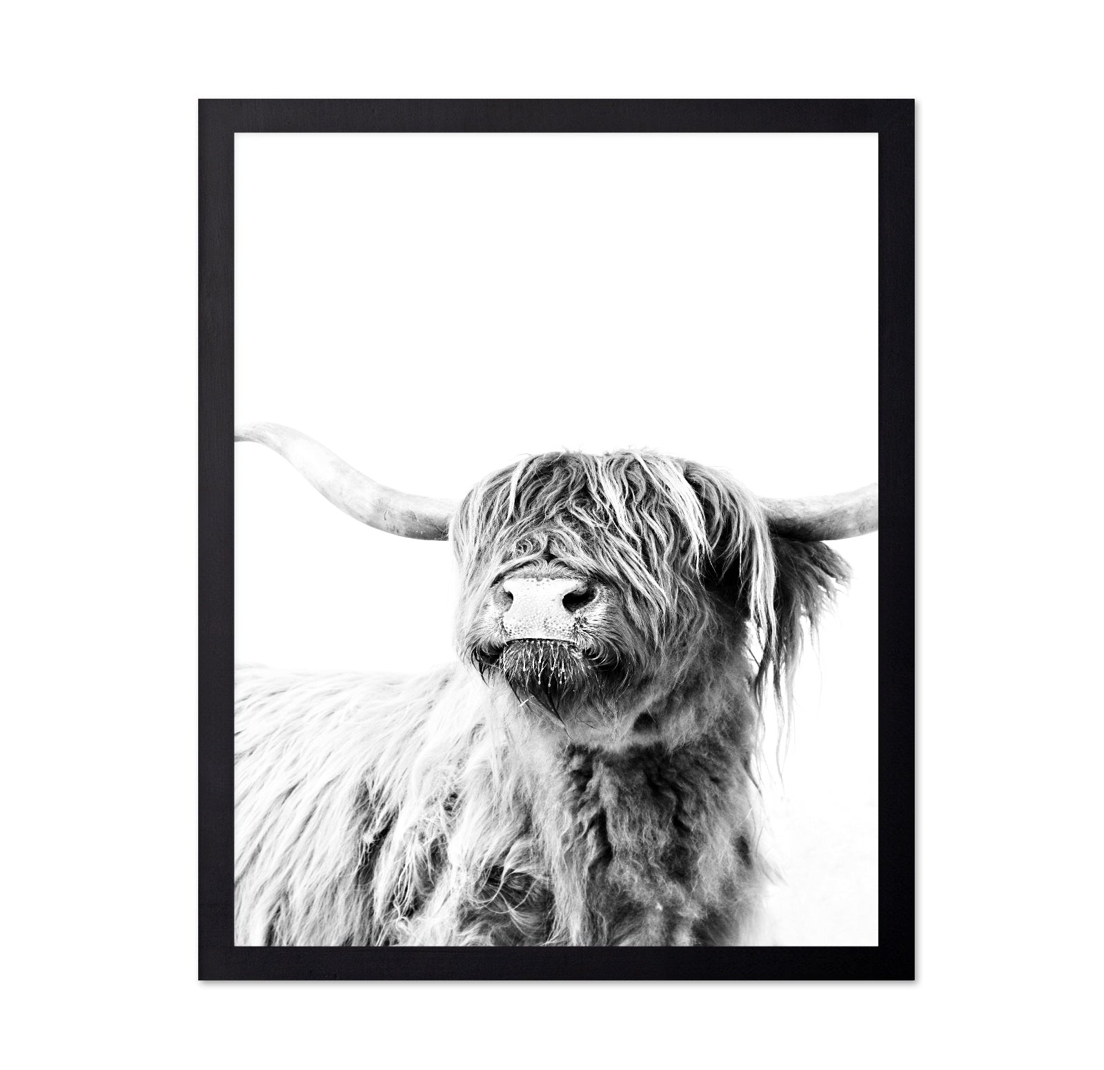 Highland Cow Portrait No3