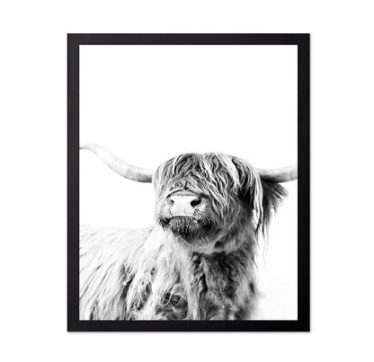 Highland Cow Portrait No3