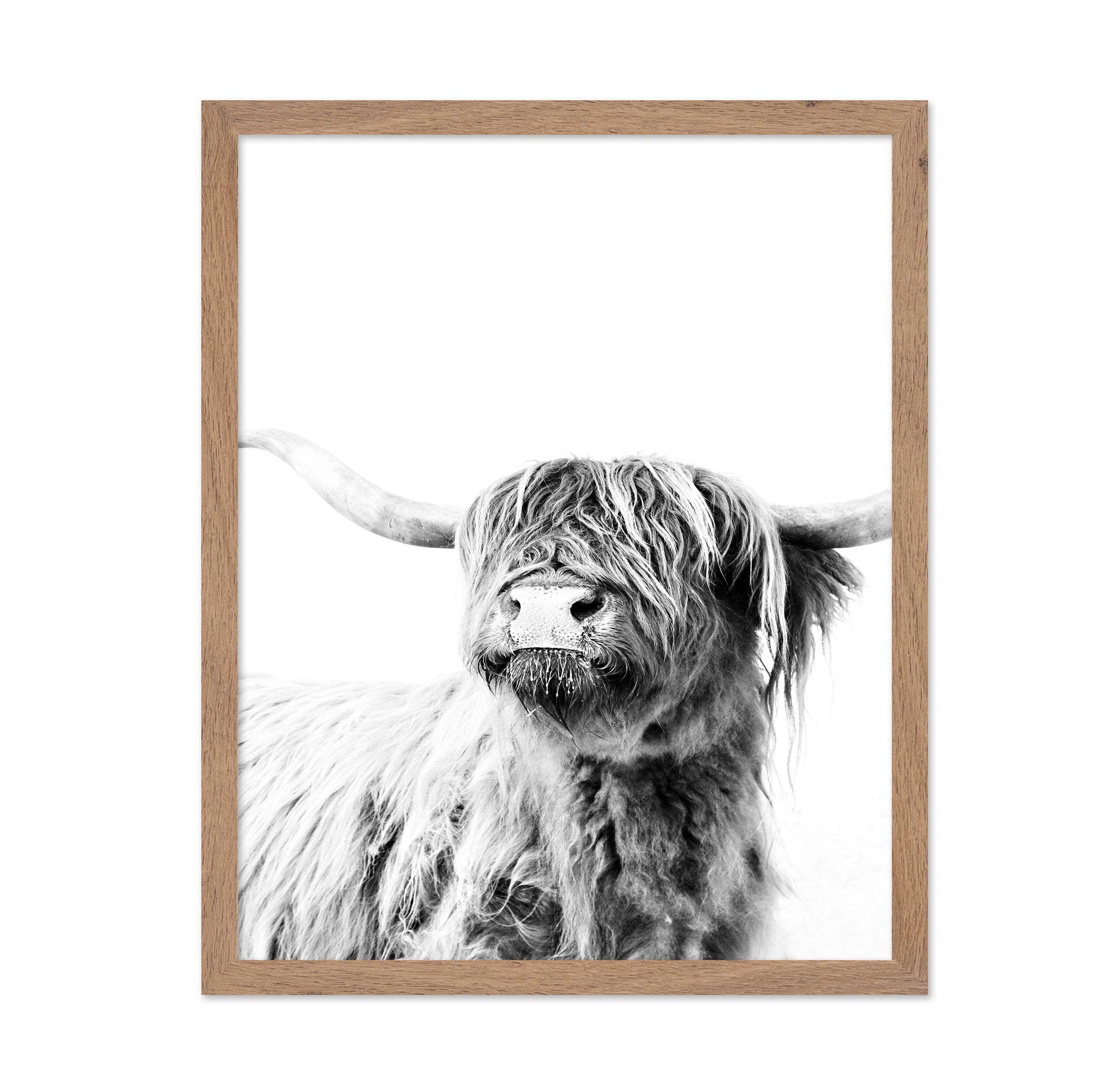 Highland Cow Portrait No3