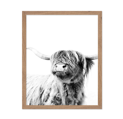 Highland Cow Portrait No3