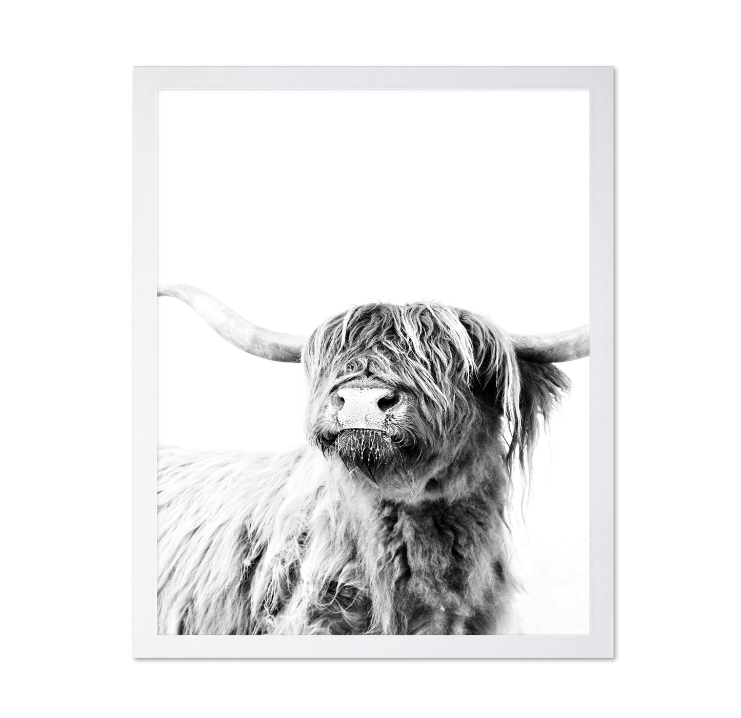 Highland Cow Portrait No3