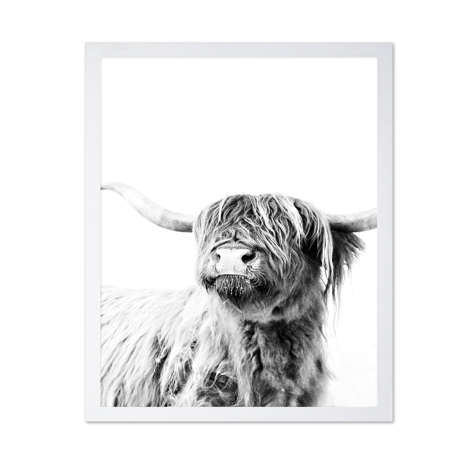 Highland Cow Portrait No3